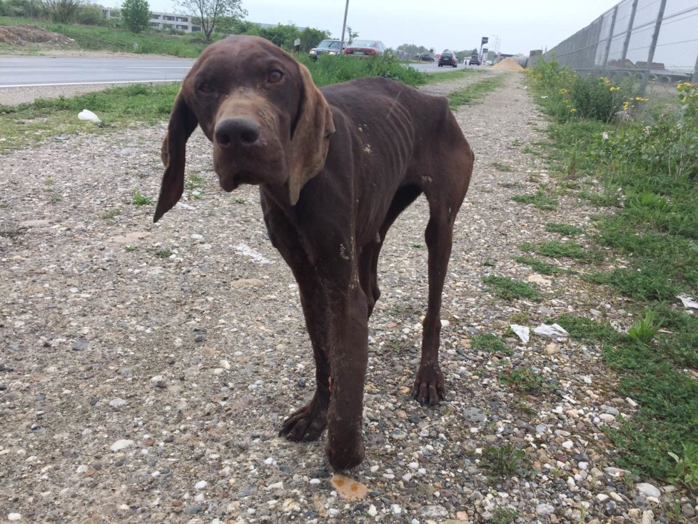 Priča o kuci koja je nađena za Uskrs kako luta pored puta - boli do srži! Pomozimo ovom nevinom biću!
