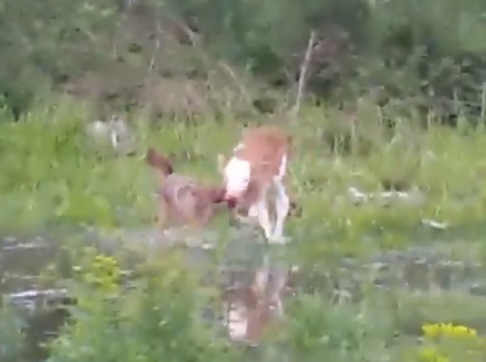 Šakal napada tele! Mladunac krvav, bori se (VIDEO)