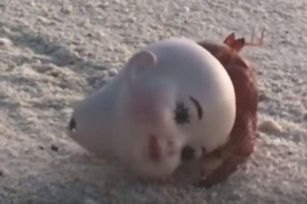 Kamera zabeležila stravičnu stvar, počela je DA SE POMERA! Premestila se za čitav metar! (VIDEO)