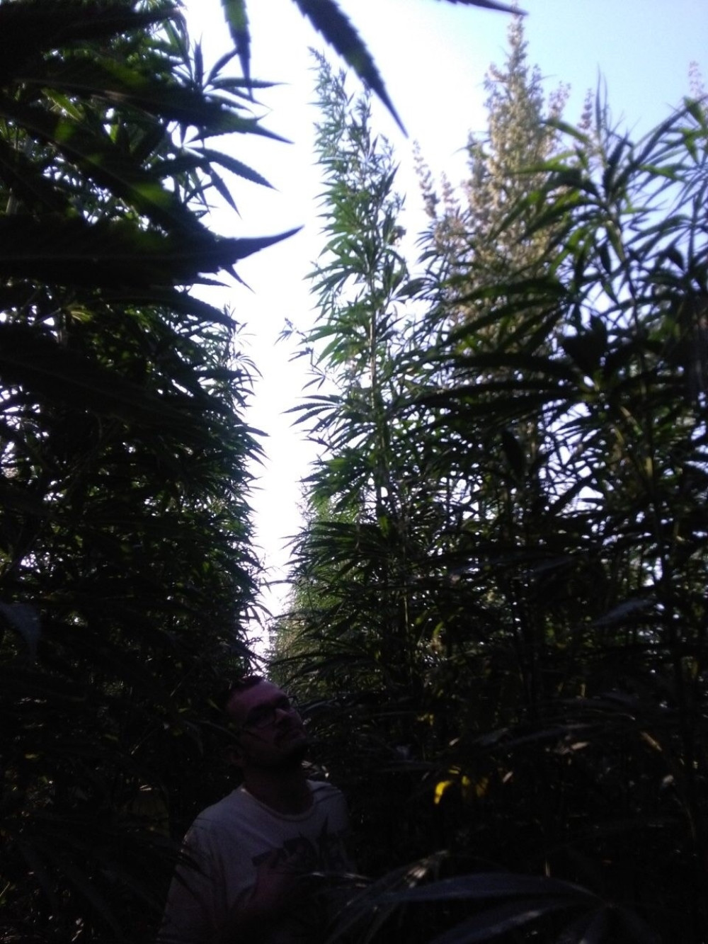 Ova biljka nikako ne pomaže u toku pandemije koronavirusa!