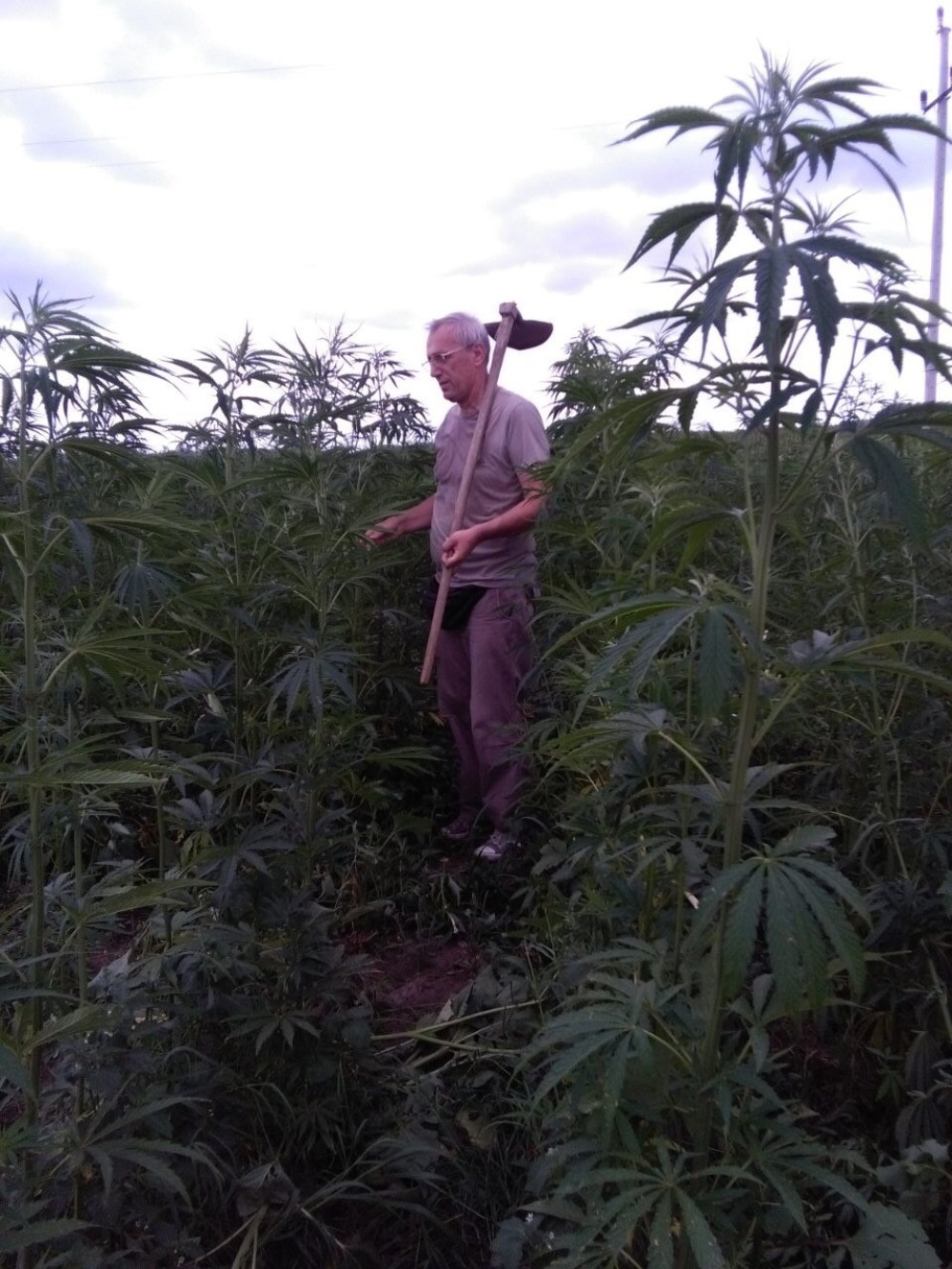 Kanabis je šansa za razvoj Srbije