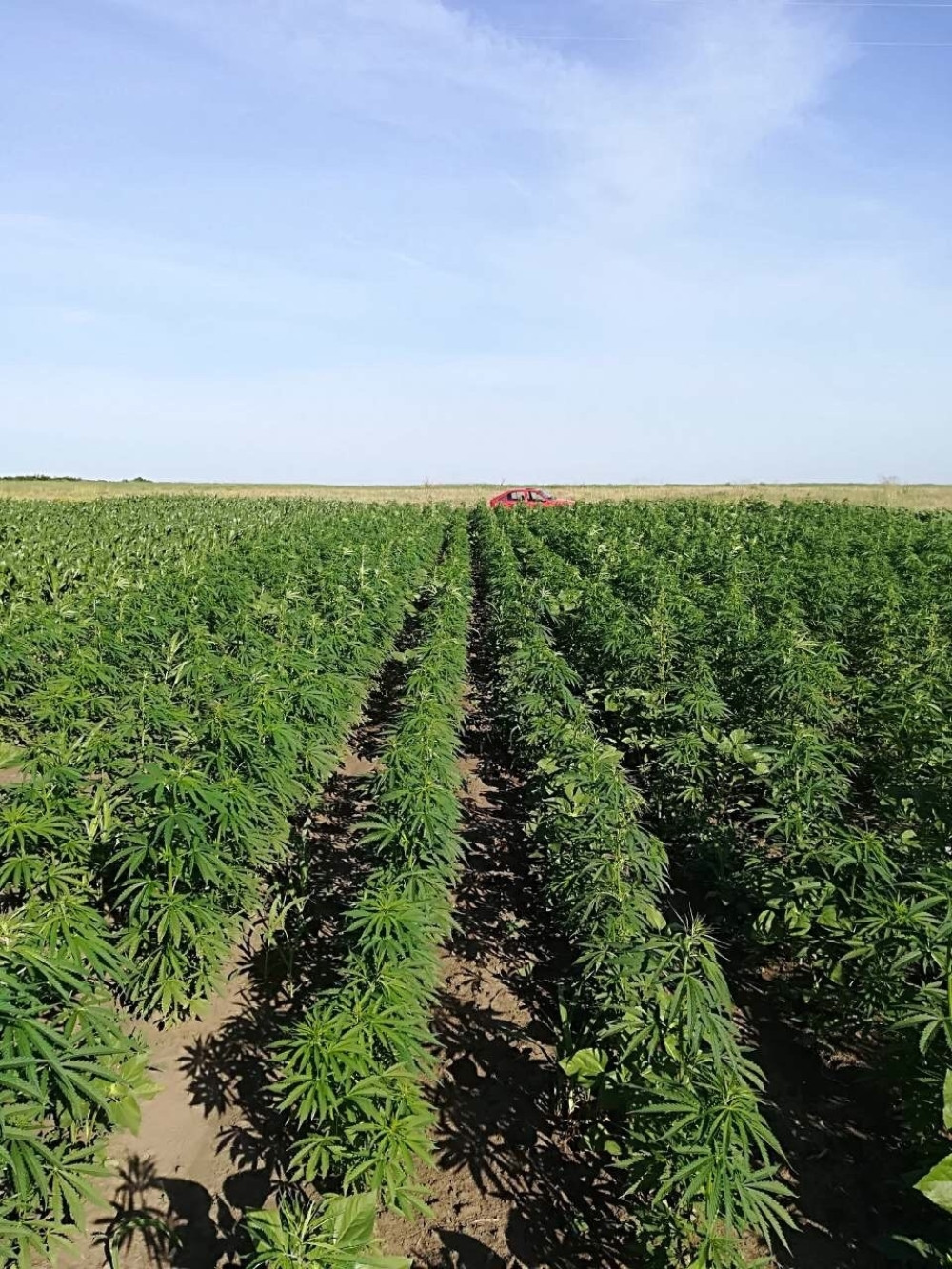 Zbog proizvodnje droge ima još osumnjičenih