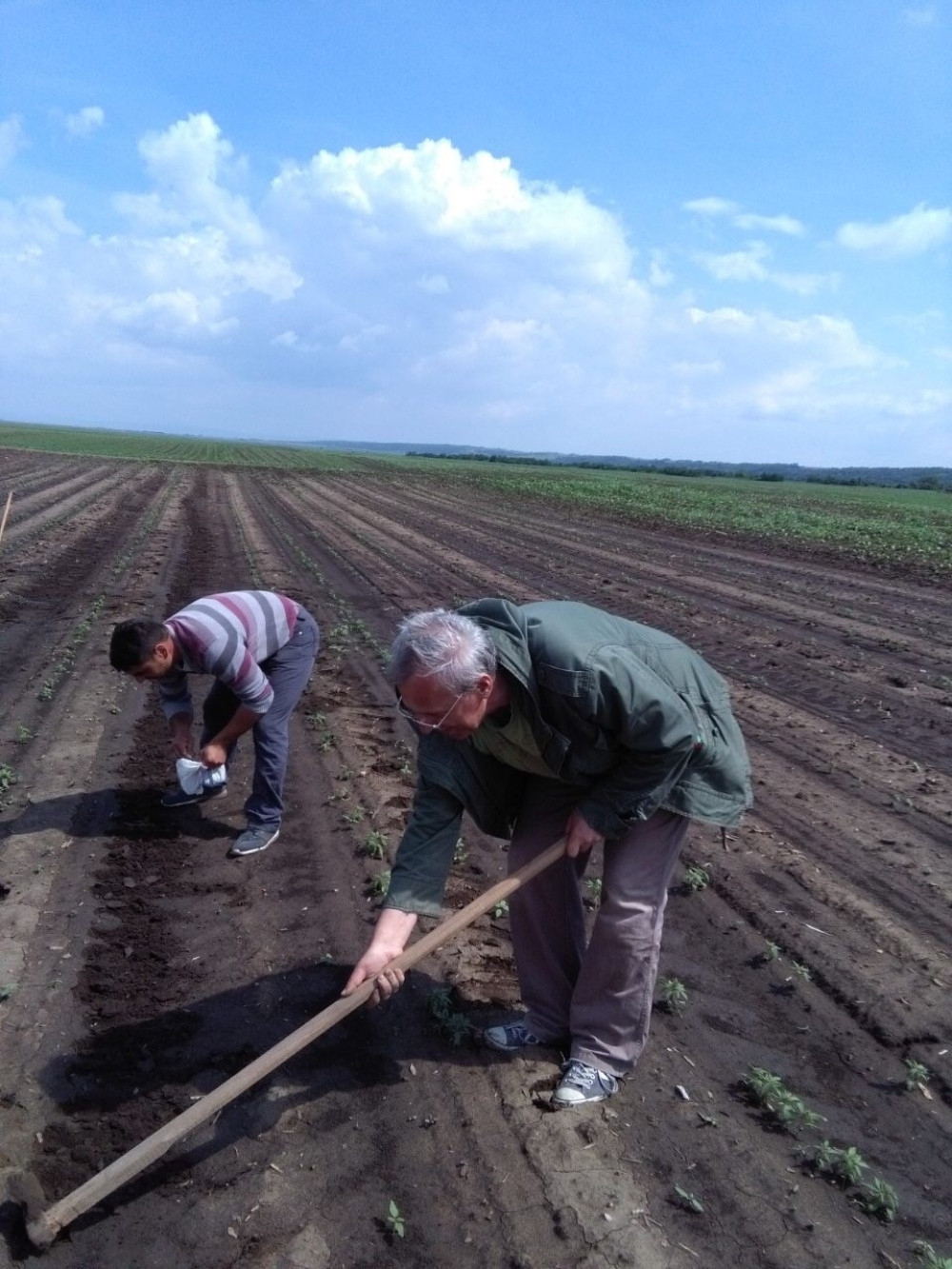 Sednica vlade donela odluku o legitimnoj proizvodnji i izvozu Kanabisa!
