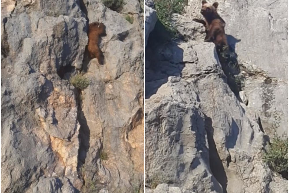 Medved od 150 kila prošao kroz SERIJU NEMOGUĆIH PREPREKA, i zbrisao u šumu, cela Italija na nogama! Potera u toku!