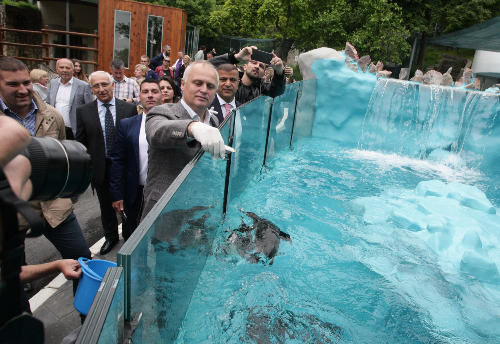 Otvoren novi pingvinarijum u Zoo vrtu, za sada 17 pingvina (FOTO)
