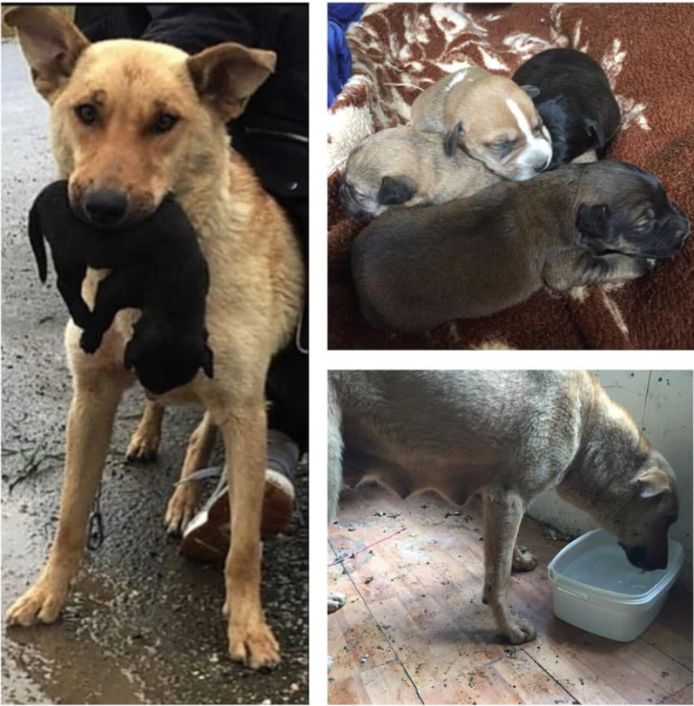 Izbacili kujicu koja se tek oštenila, štence stavili u kutiju pored kontejnera! POMOZITE DA IM PRONAĐEMO DOM! (FOTO)