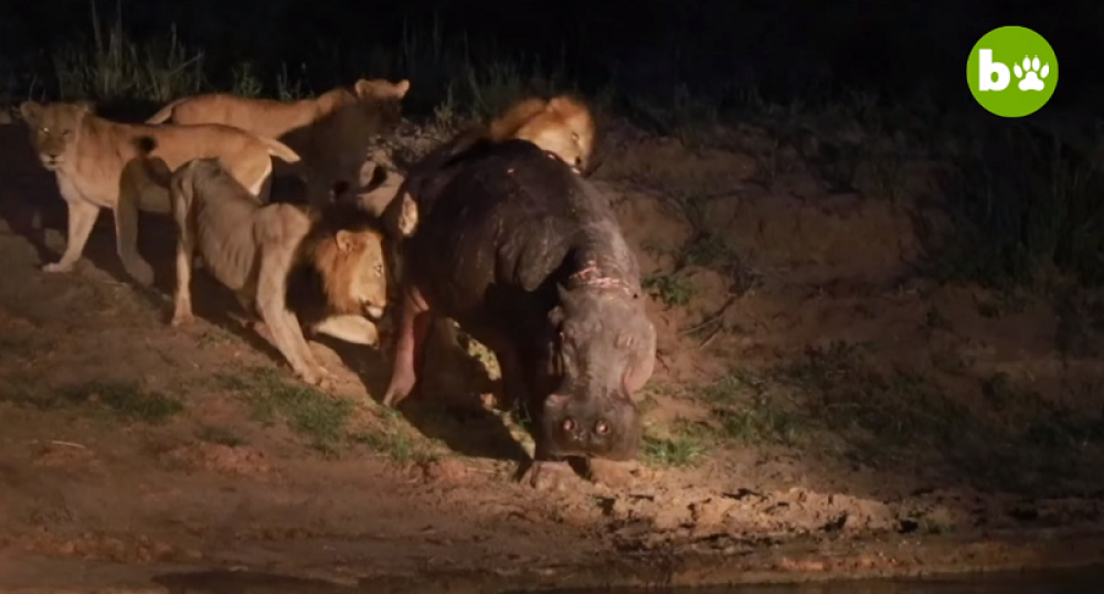 Pet lavova skočilo je na nilskog konja, usledila je tuča kakvu svet nije video! (VIDEO)