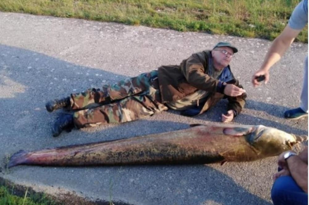 Ulovljen NAJVEĆI SOM DO SADA, kada ga je izvadio na suvo nije mogao da dođe sebi! (FOTO)