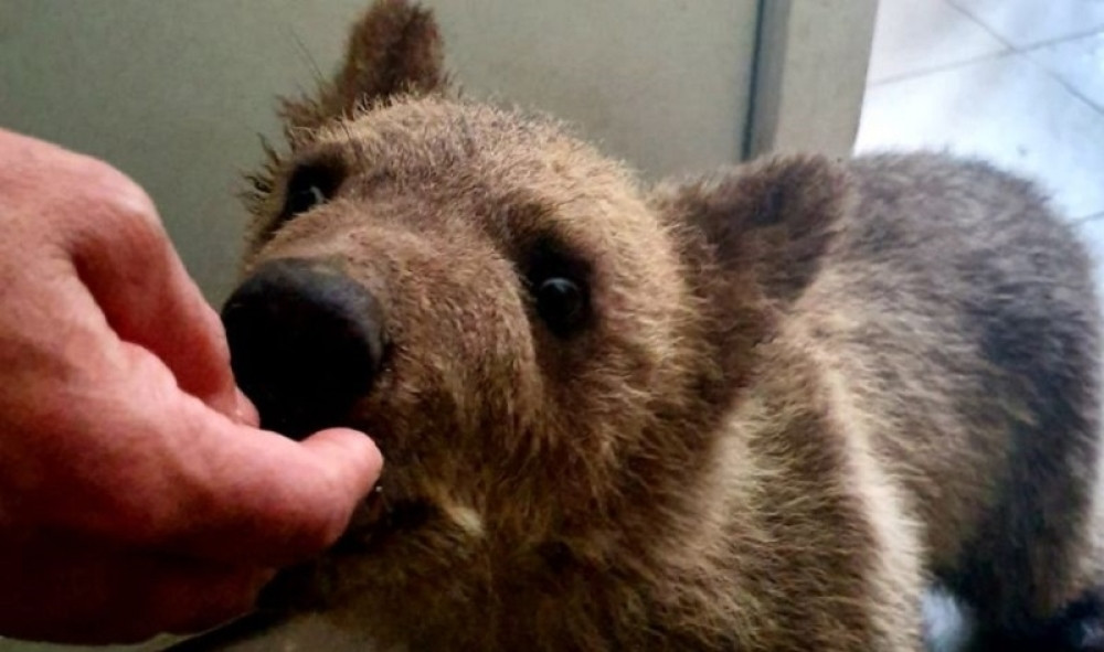 Beba sad već ima 17 kg, još je nespretan, ali obožava vodu i jedva čeka lubenicu! (FOTO)