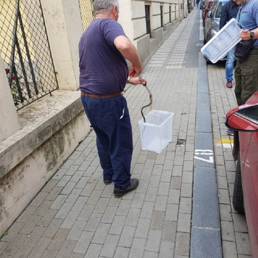Zmije počele da izlaze na ulice, ceo dan ih skupljaju, ljudi VRIŠTE I BEŽE po gradu! (FOTO, VIDEO)