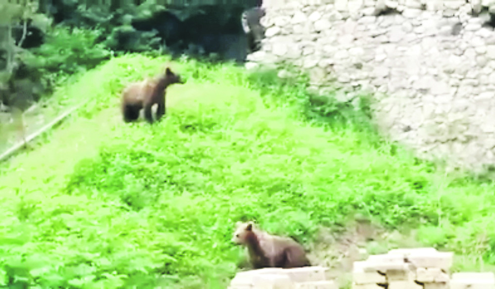 Sačekala ih je strašna sudbina - dva tek rođena medvedića tragično nastradala!