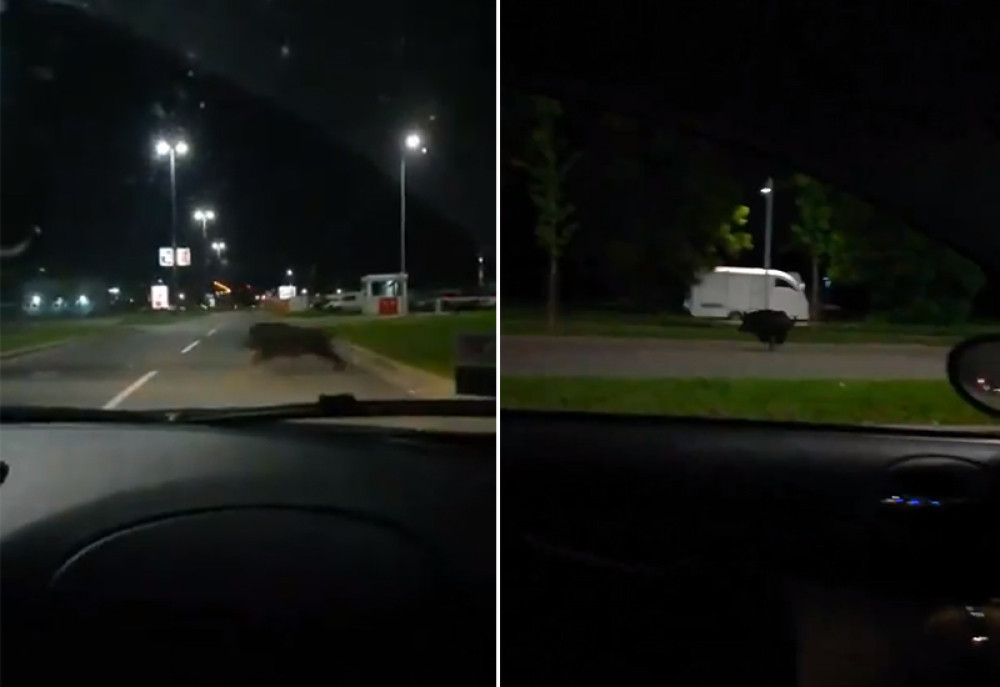 Pobegli od poplava, a građani kad su ih UGLEDALI  kako prelaze bulevar samo su zanemeli