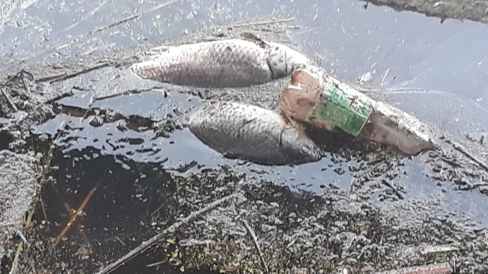 Zabeležen pomor ribe u Srbiji, opasna supstanca ubija sve redom! Na pijaci obavezno pitajte odakle je donose!