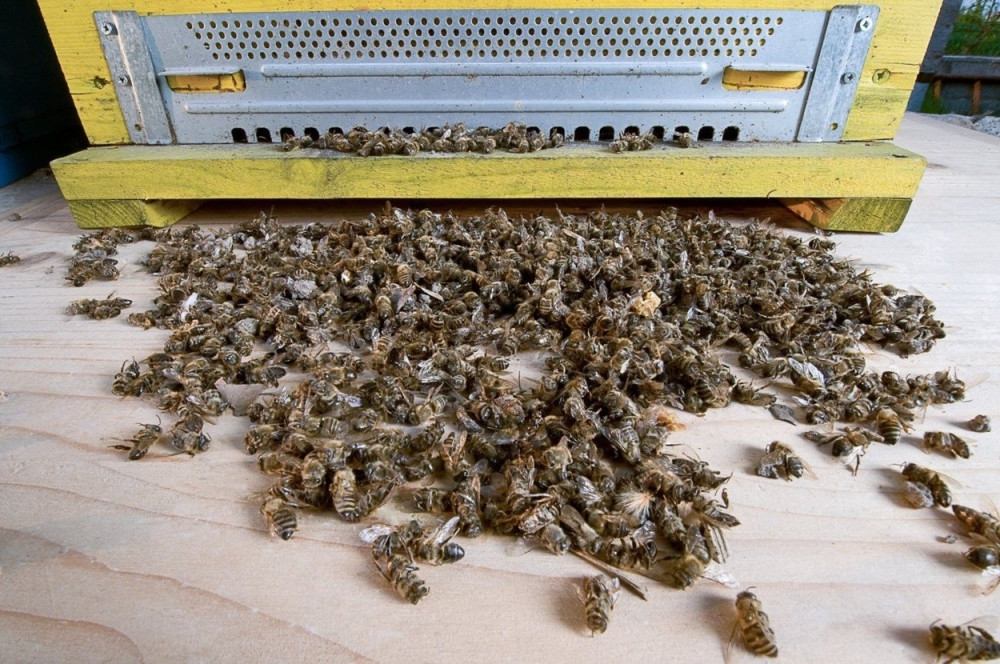 Posle pomora pčela, sledi nova pošast! Srbija na pragu ekološke katastrofe?! (FOTO)