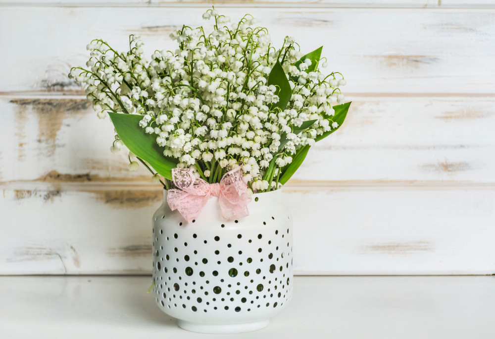 Magična AMAJLIJA iz prirode! Ovak cvet svima donosi LJUBAV i SREĆU!