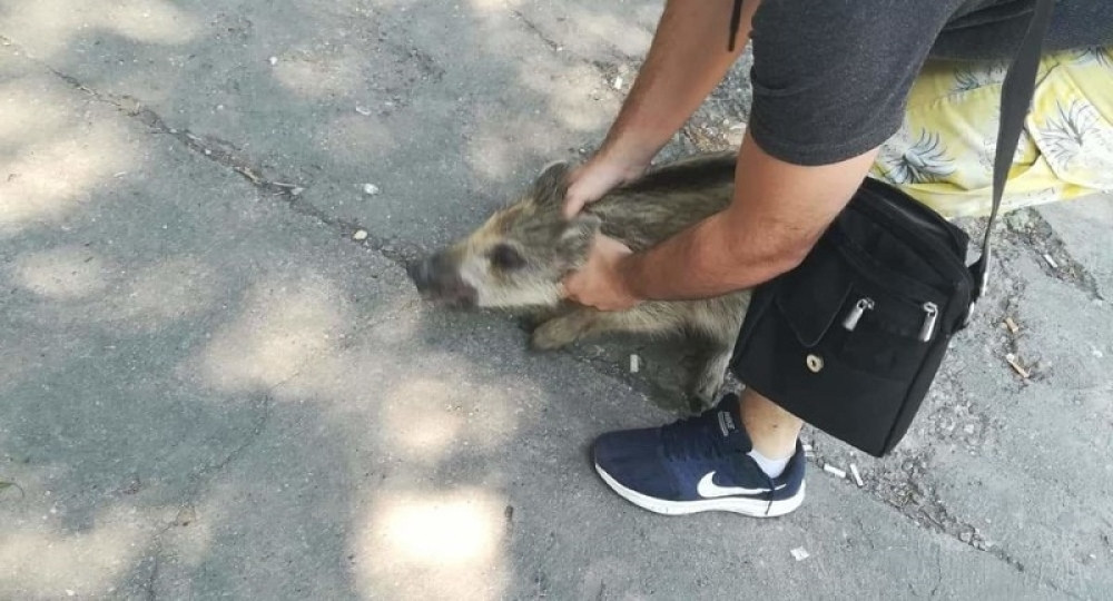 Divlje prase pretrčalo ulicu, pa uletelo u RADNJU, radnica počela da vrišti i beži, student Luka uspeo DA GA SAVLADA! (VIDEO)