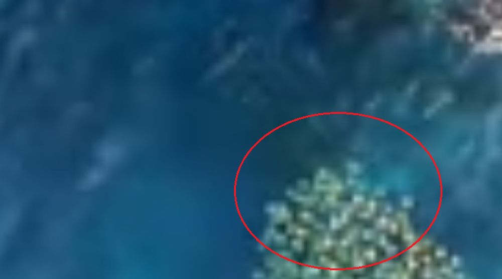 Ljudi u ŠOKU! Viđali su ajkule, zmije, ali ovako nešto pored obale nisu NIKAD videli, naročito ne iz PTIČJE perspektive (VIDEO)