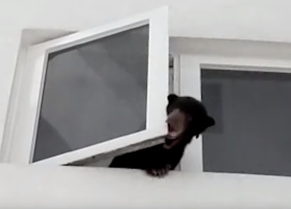 Iz njenog stana dopiralo je režanje, komšije pozvale policiju! Kada su ušli unutra, ostali su ukopani u mestu, odmah su je uhapsili! (VIDEO)