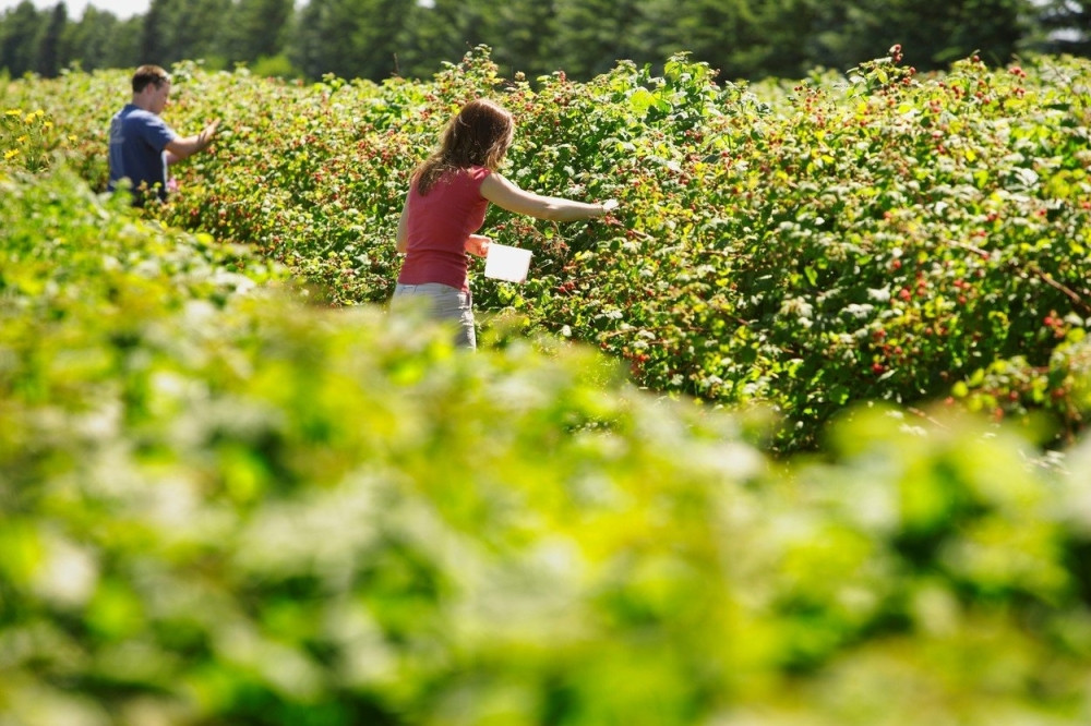 "Plate idu i do 100.000 dinara a oni biraju da sede u kafanama po ceo dan!"