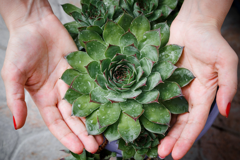 Ova čudotvorna biljka zaceljuje rane, upale, a i deluje na maligna oboljenja