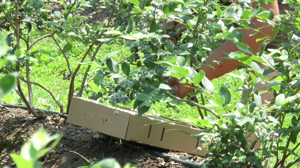 Ukoliko želite da se bavite ovim poslom, možete zaraditi i do 13.000 evra