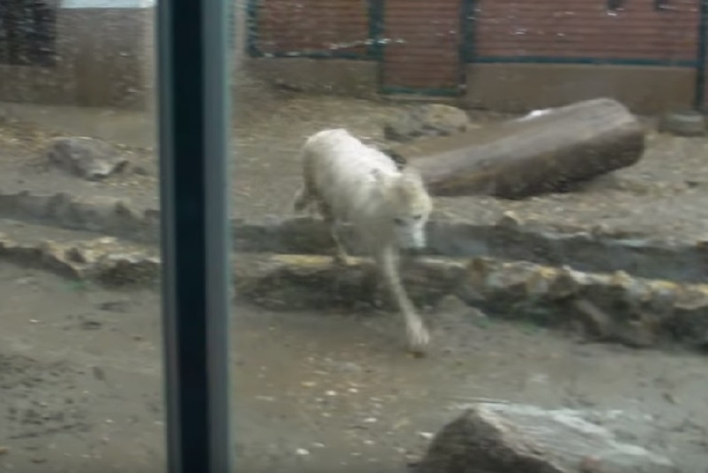 Na Beograd palo 100 litara kiše! Ovo su dramatični snimci nevremena u Zoološkom vrtu! (VIDEO)