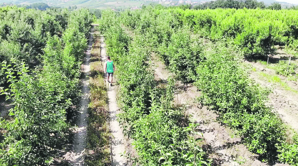 Za rad u poljoprivredi javljaju se i profesori i menadžeri!