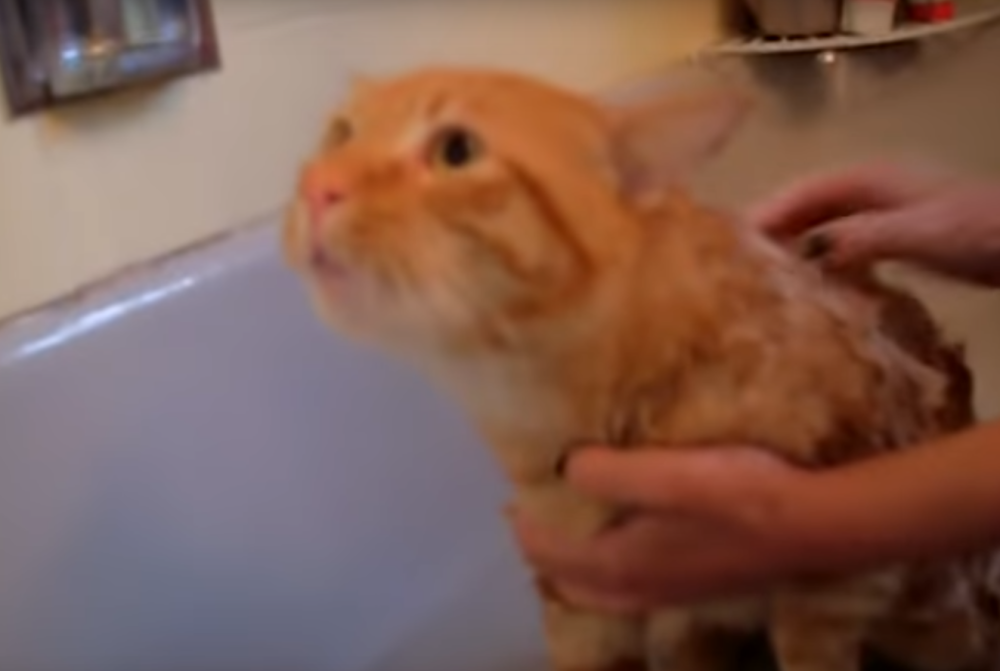 Nije hteo da se kupa, a kada vidite koju reč je vikao kao čovek, umrećete od smeha!