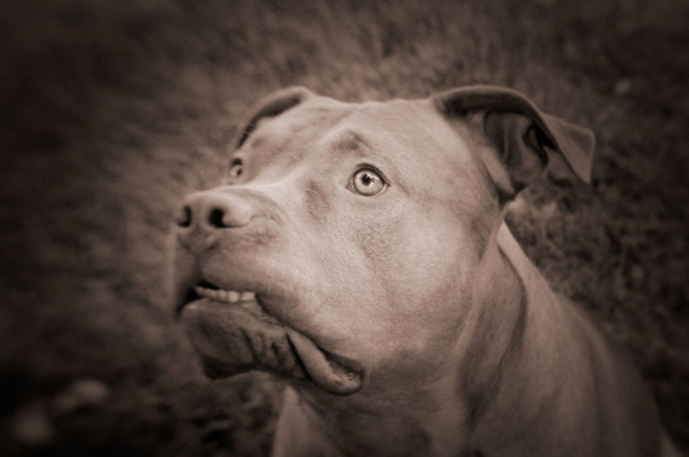 Anitu napao razjareni pitbul! Devojka pokušala da se brani, ali nije uspela sama da se izbori