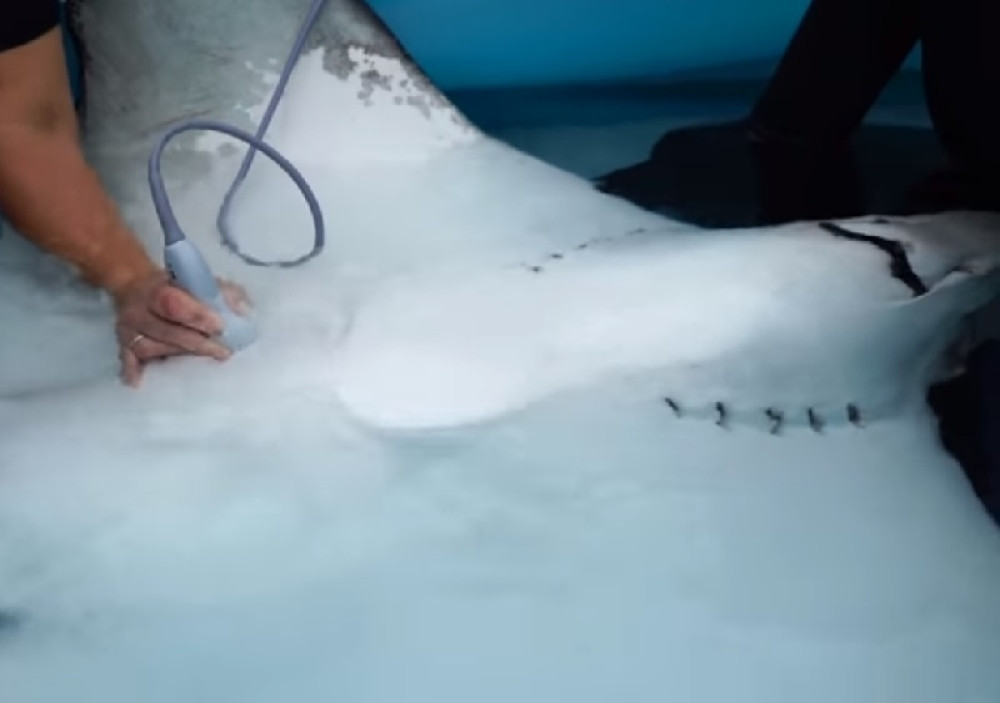 Porađaju džinovsku ražu, ona mirna kao bubica! Bebe se prvo nasmeju, pa zaplivaju (VIDEO)