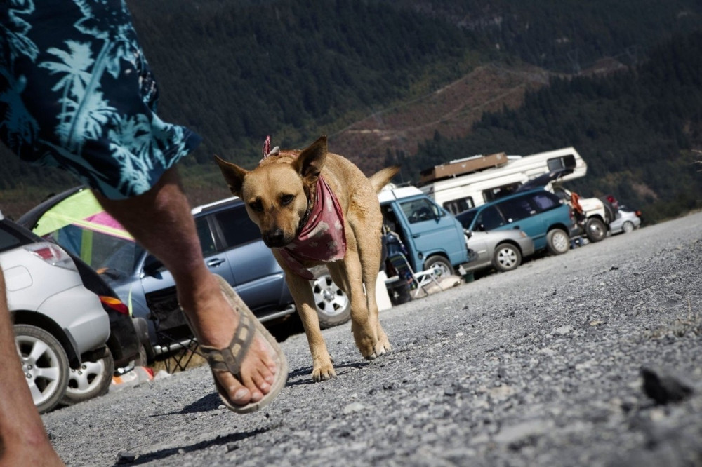 Ako ne počistite izmet svoga psa u ovom srpskom gradu će vas klepnuti po džepu! Ako ga vodite bez povoca, isto vam se hvata