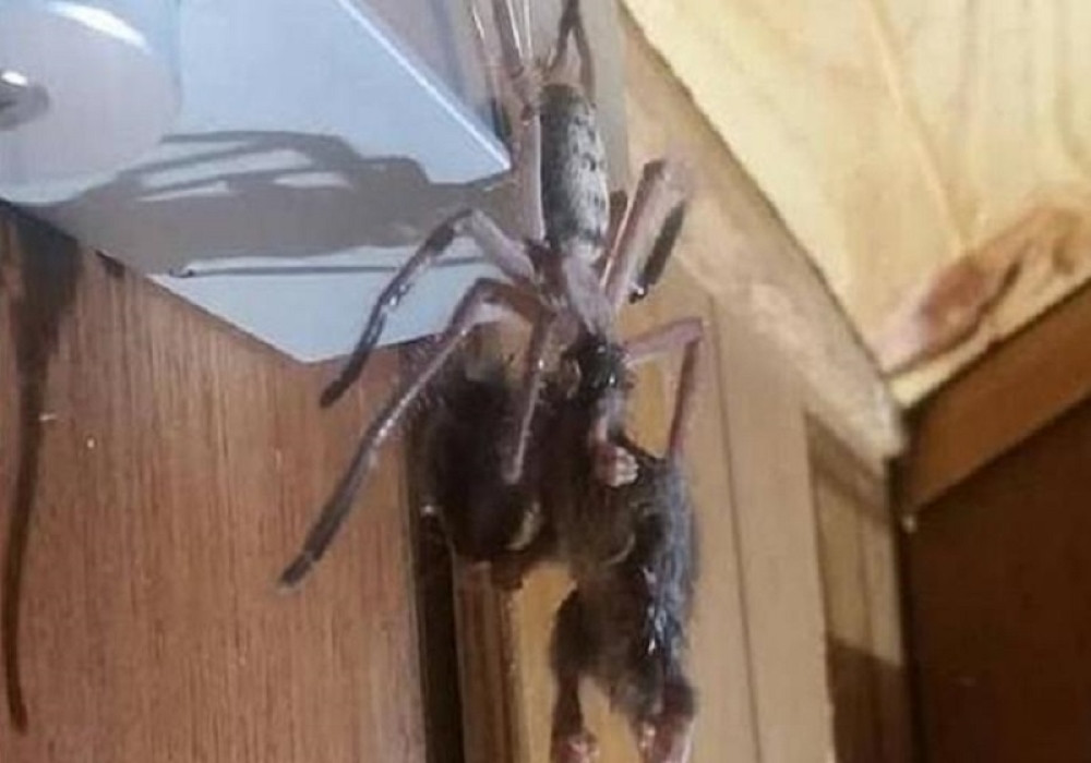 Ušli u hotelsku sobu a na zidu ih je čakala HOROR SCENA: Kako je ovo moguće? (FOTO)