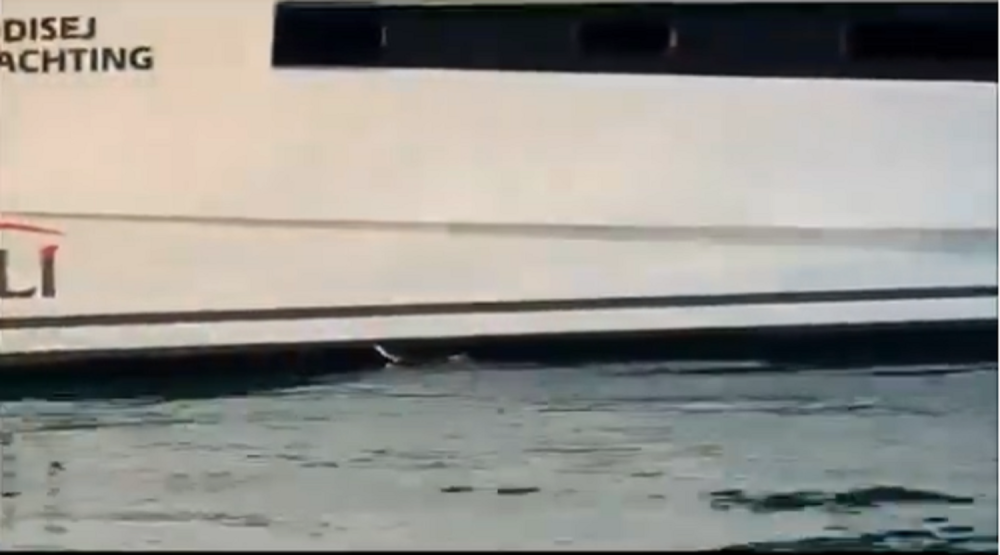 Snimljeno JEZIVO stvorenje u moru koje može da naraste do 2,5 metara! Uhvaćena kako se penje na brod! (VIDEO)