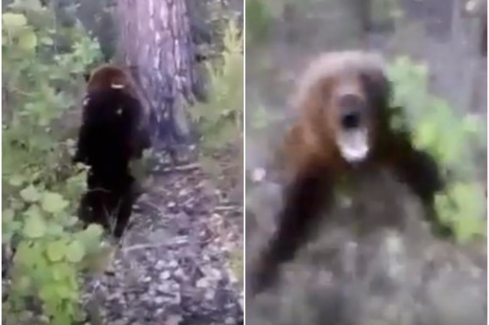 Medvedica naišla sa mečetom, a onda usledio je horor!