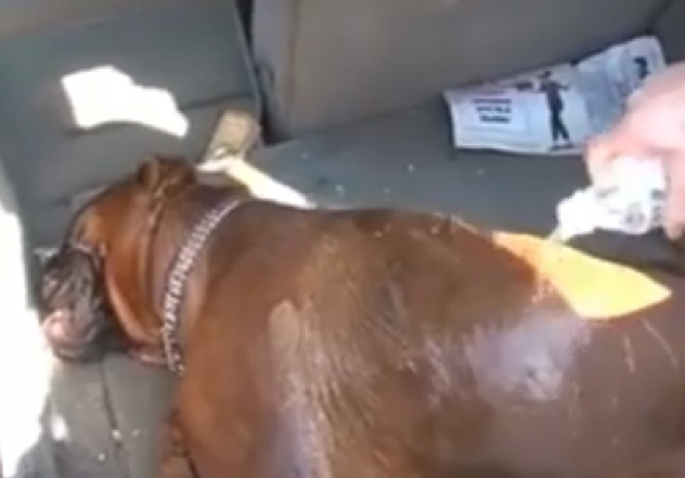 Vlasnici šopingovali satima, pas u kolima umro od vrućine! Prolaznici pokušali da ga spasu (UZNEMIRUJUĆ VIDEO)