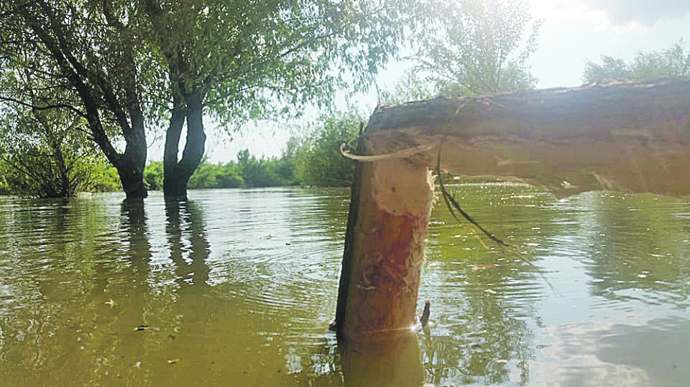 Dabrovi stigli i do obala reke Tamiš! Svuda kud se kreće ostavljaju vidljiv trag