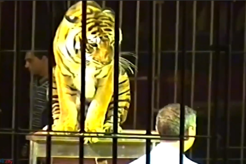 Četiri tigra na probi izmasakrirali poznatog trenera! Pola sata delove njegovog tela vukli po areni, zaposleni bili NEMOĆNI da ga spasu