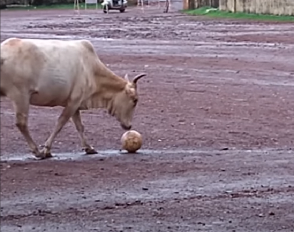Bizarna i presmešna scena! Spektakularnom odbranom zaustavila napadače! (VIDEO)