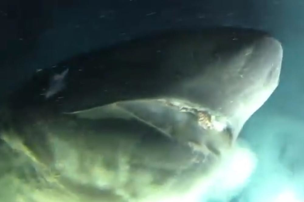 Ronili su na dnu, kada je iz peska izletela OGROMNA NEMAN i počela da im grize opremu! (VIDEO)