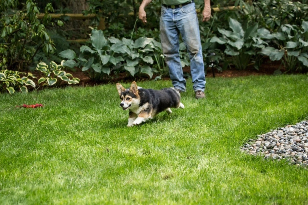 Izveo psa, pa mu bacao granu. Kada je video šta ljubimac vraća, glava je počela da mu pulsira od velikog, gumenog, roze...