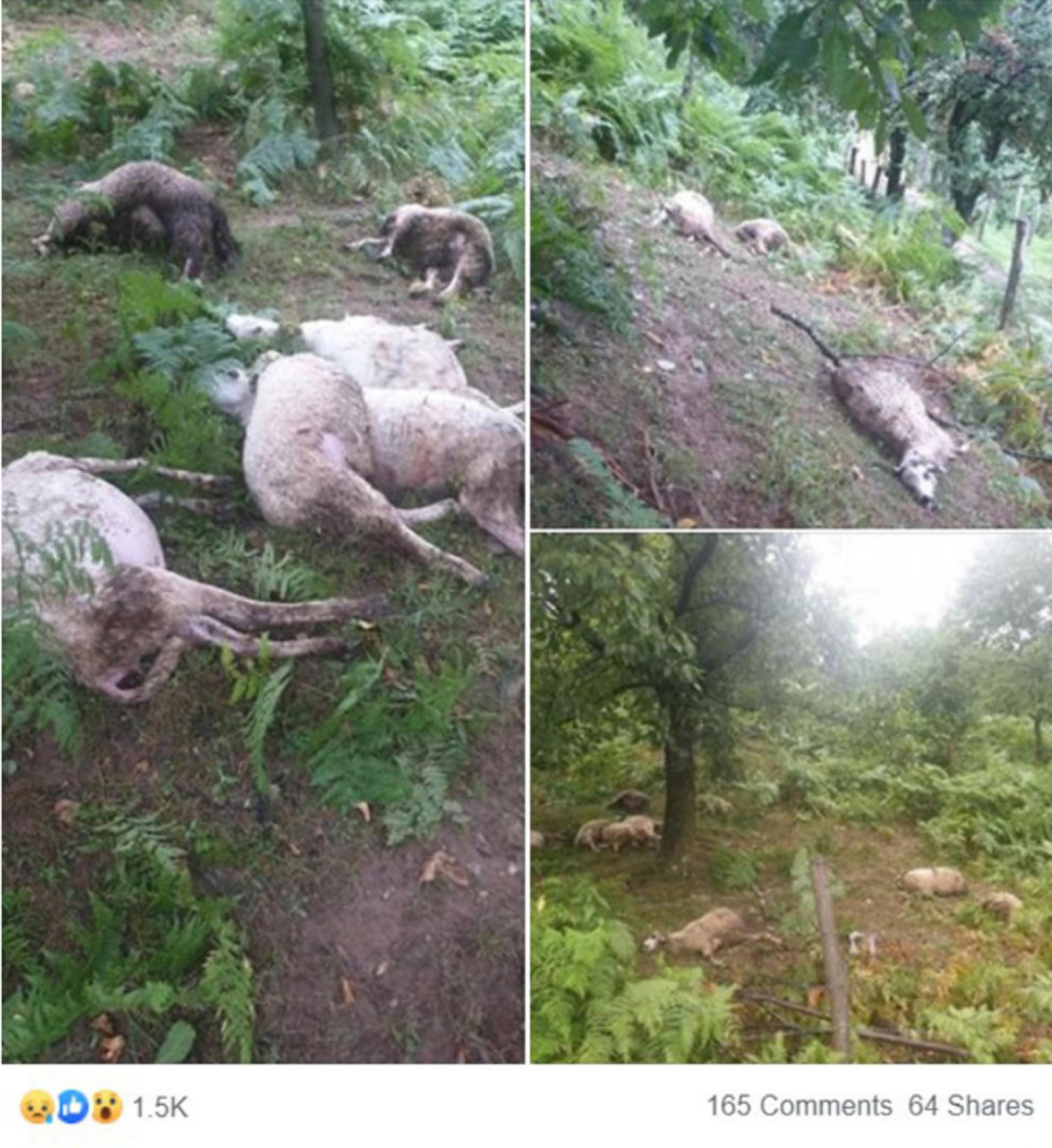 Grom ubio stado ovaca, pretužni prizori na sve strane! (UZNEMIRUJUĆI FOTO)