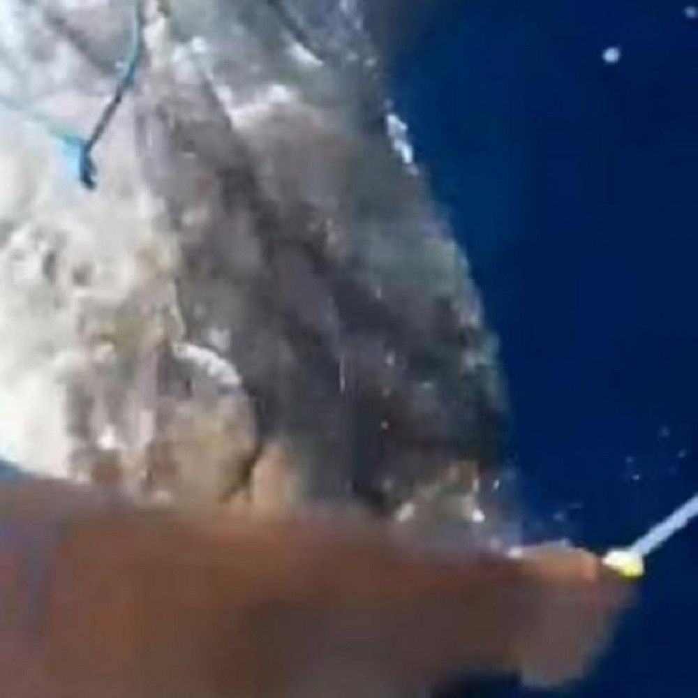 U Jadranskom moru ulovljena BEŠTIJA OD 200 KILA!