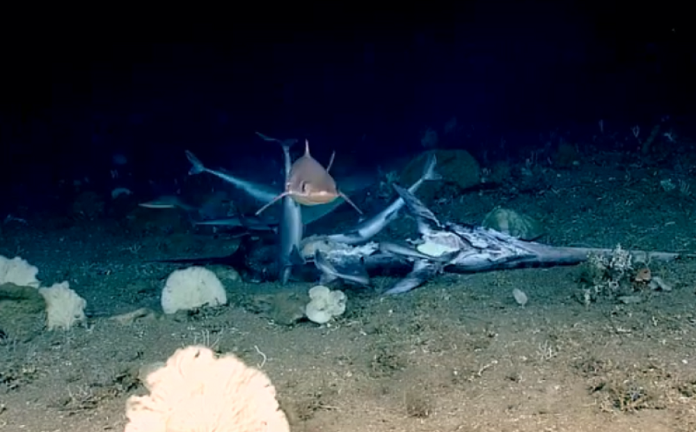 Dok su ajkule proždirale sabljarku, odjednom se pojavio JEZIVI MORSKI PREDATOR! Tada je nastala prava DRAMA! Naučnici u šoku (VIDEO)