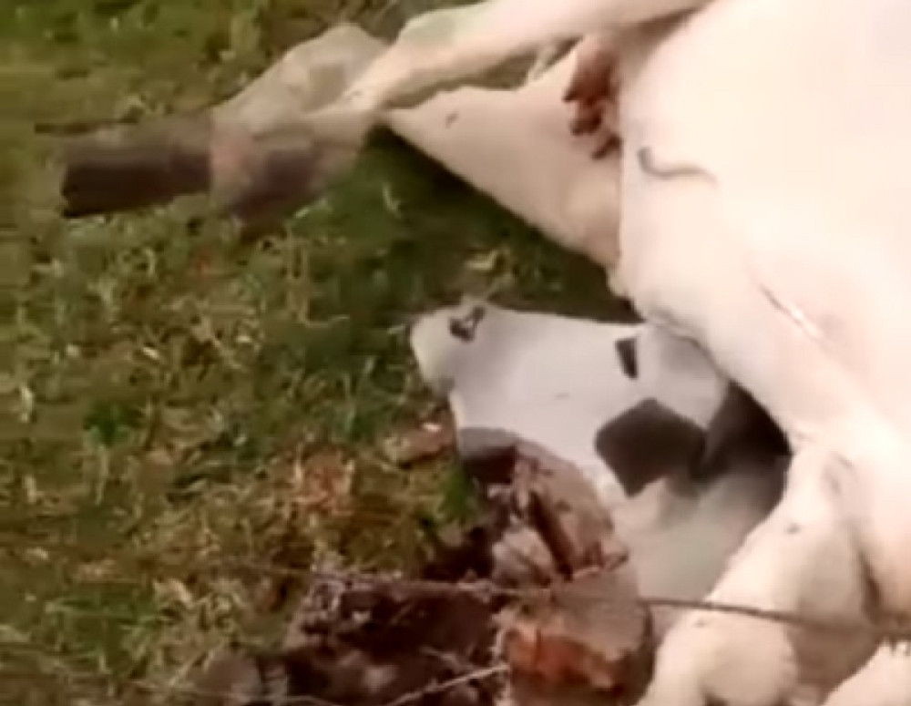 Kopita upletena u žicu, rogovi pod plećkom! Krava bespomoćno čekala smrt, a onda je naišao čovek velikog srca (VIDEO)