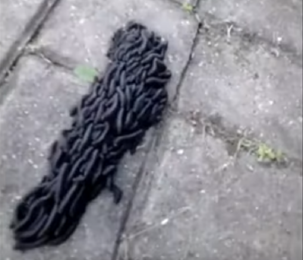 Kakvo je ovo ČUDOVIŠTE?! Crna ljigava masa se migolji po trotoaru! (VIDEO)