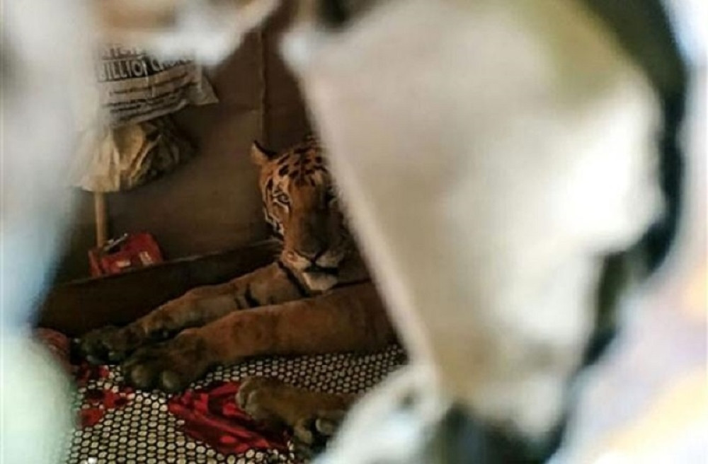 Beograđane su zbog poplava JURILE SVINJE, a pogledajte šta su oni pronašli u SVOM KREVETU! (FOTO)