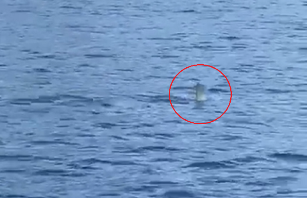 Kupači PRESTRAVLJENI! Ajkula pliva pored prepune PLAŽE ljudi! Tu nema spasa, ubija momentalno! (VIDEO)