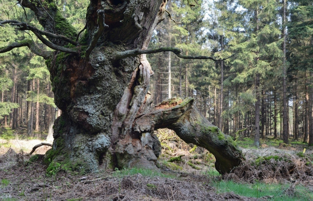 Kada je počeo da stari i otvara svoje stablo, dogodilo se ČUDO!