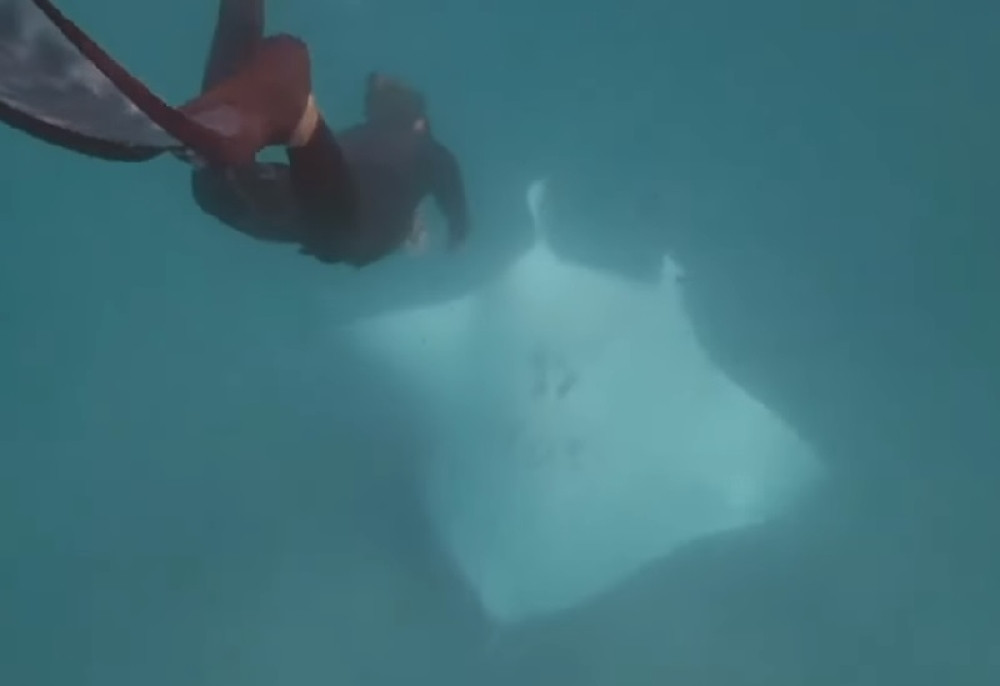 Džinovsko morsko stvorenje prišlo roniocu bez straha, a ispod oka mu je zasijalo OVO! Mora da je mnogo bolelo! (VIDEO)