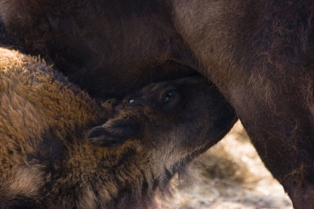 Leči glavu, kosti i pluća! Odraslima naplaćuju 500 dinara po litru, za decu ništa, a bolesnici su posebna priča